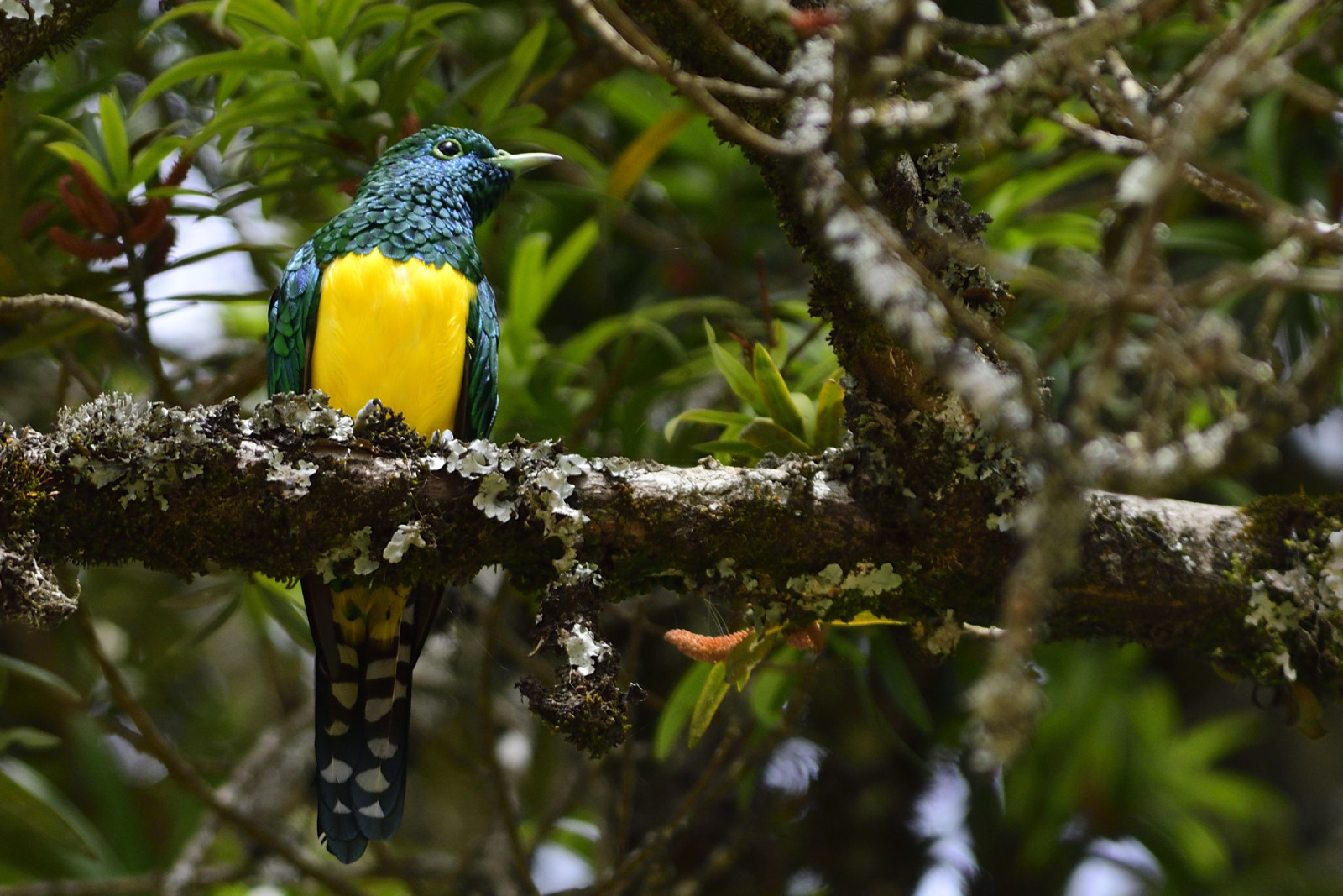 image African Emerald Cuckoo